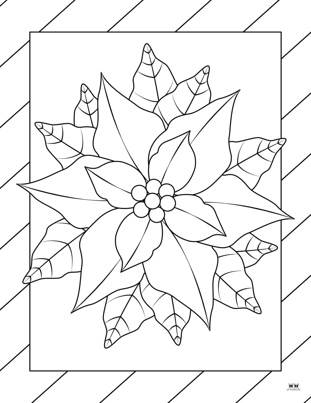 Poinsettia Coloring Pages & Templates - FREE | Printabulls